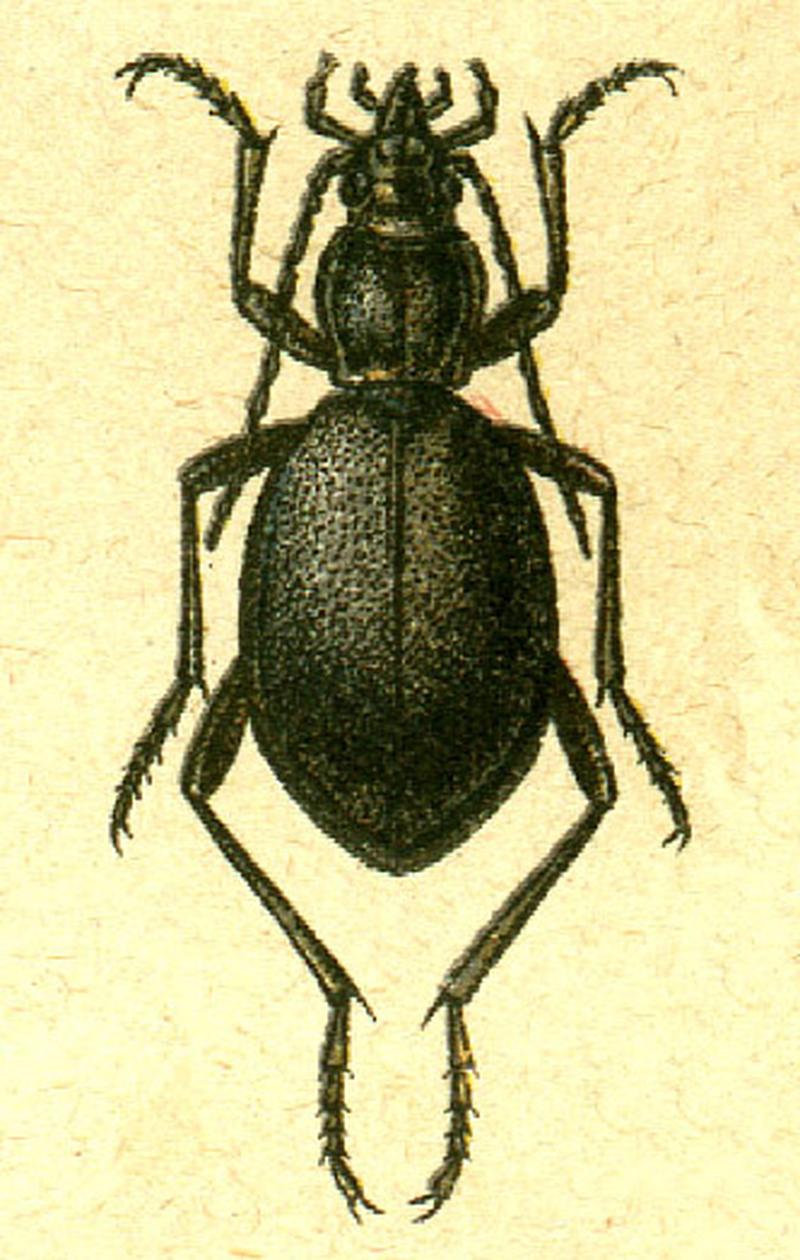 Cychrus caraboides