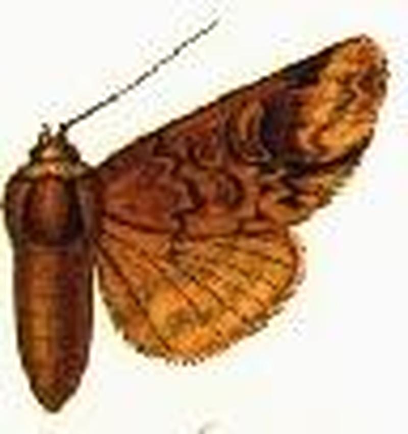 Cyclopera galactiplaga