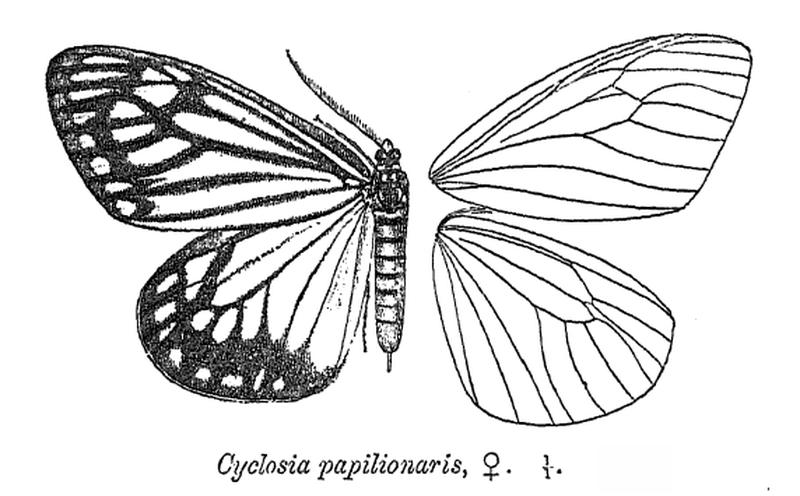 CyclosiaPapilionaris