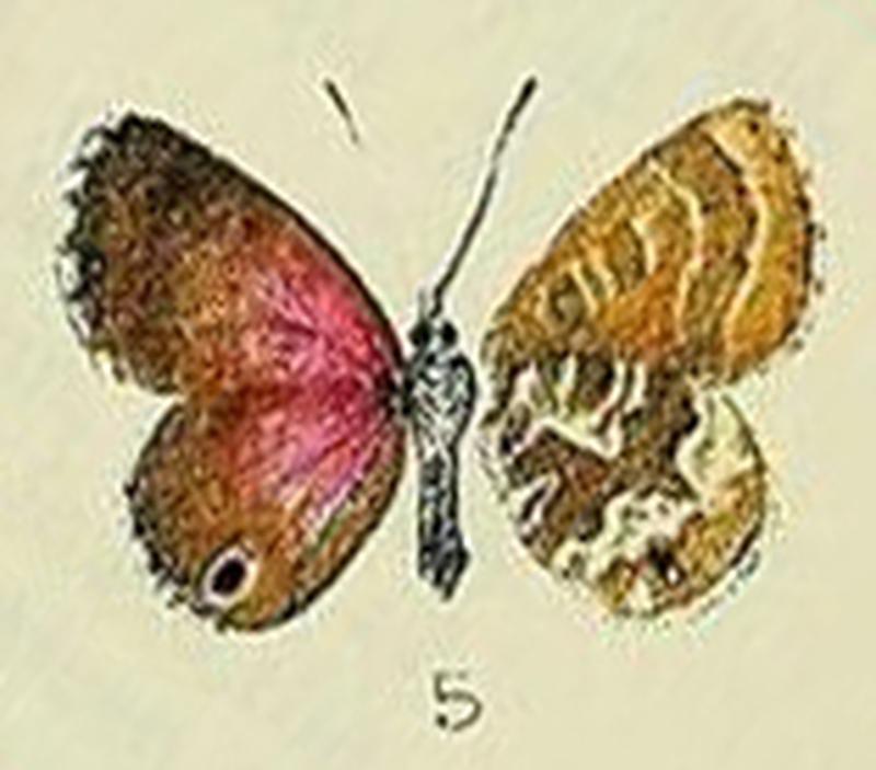 Harpendyreus Cyclyrius juno type illustration from original description by Butler 1896