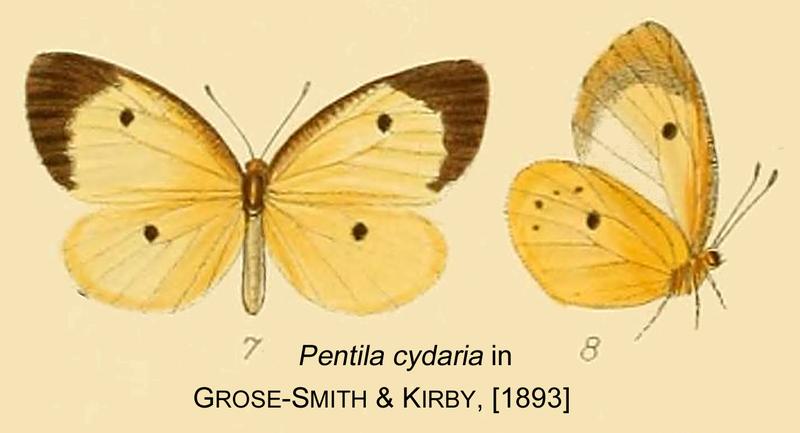 Cydaria inGSK1893
