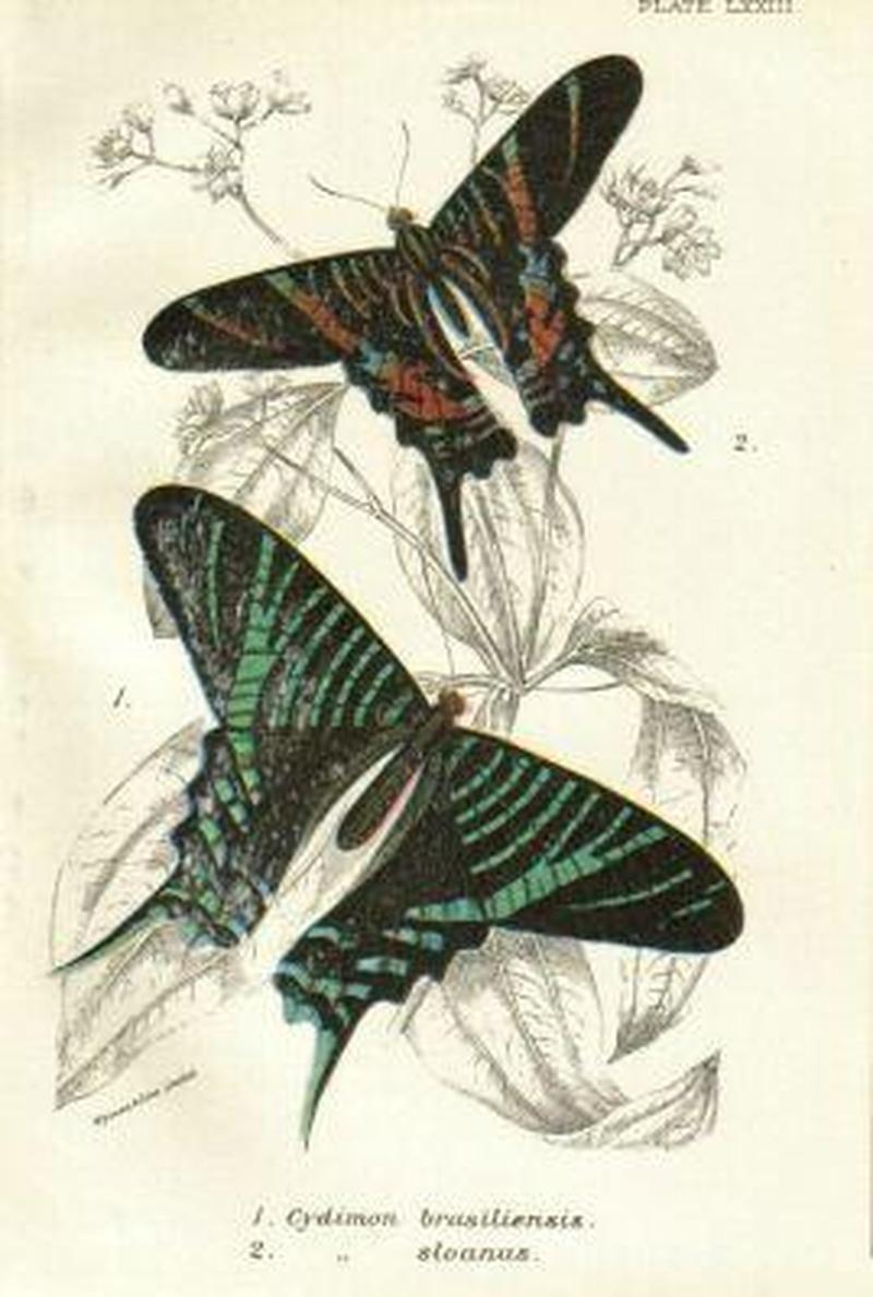 Cydimon sloanus