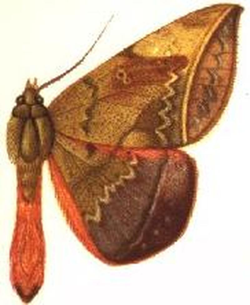 Cyligramma amblyops