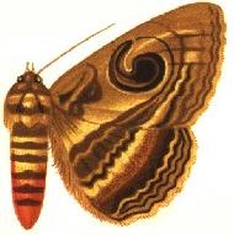 Cyligramma disturbans male