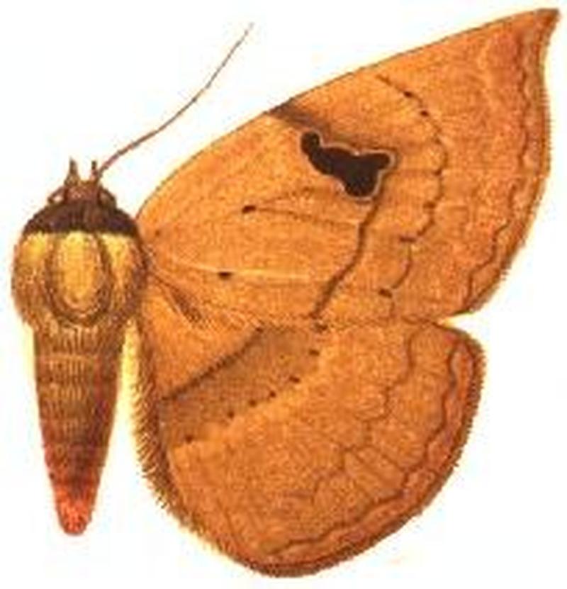 Cyligramma joa