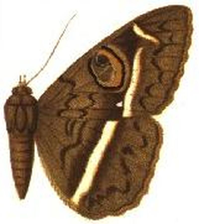Cyligramma magus female