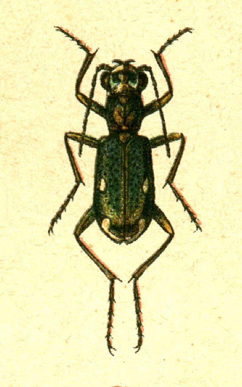 Cylindera germanica - Yakobson