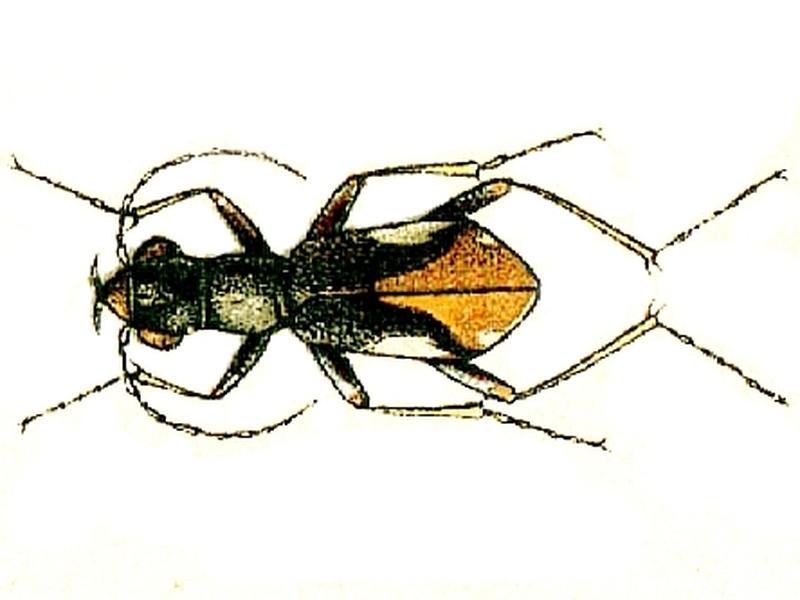 Cylindera gracilis