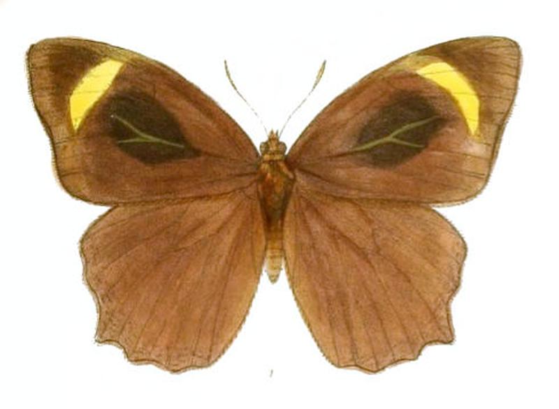 CyllogenesSuradeva132 1