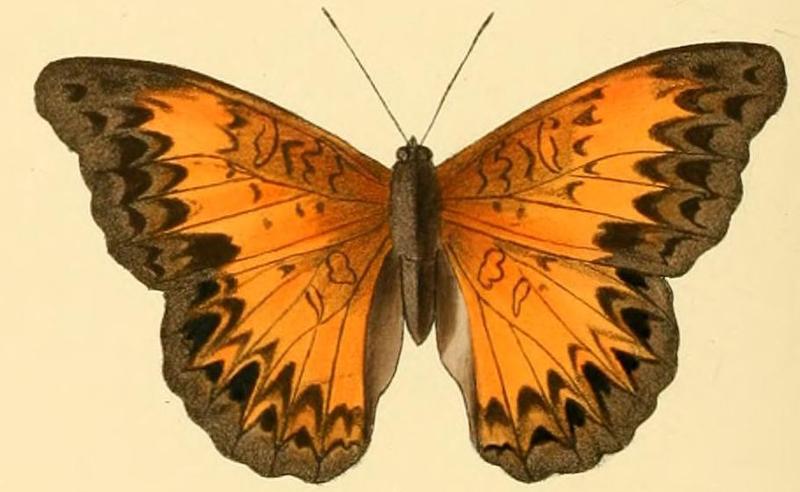Cymothoe adelina1