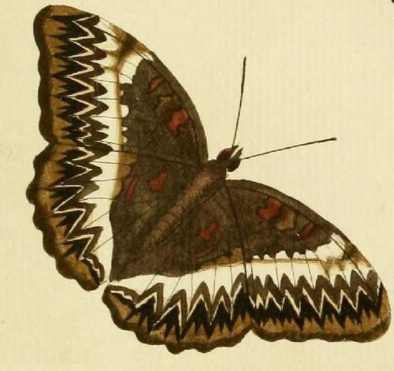 Cymothoe althea1