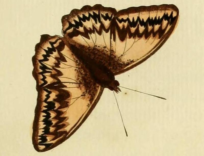 Cymothoe althea2