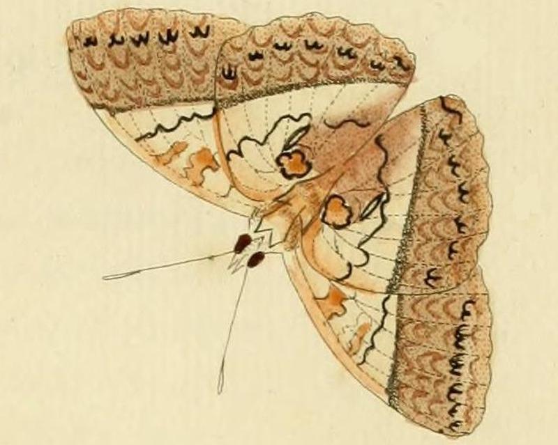 Cymothoe althea3