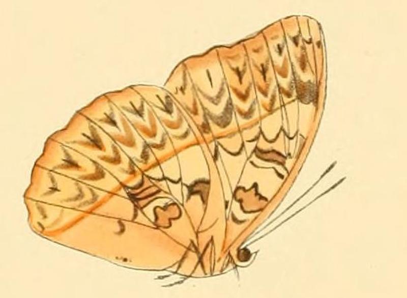 Cymothoe altisidora