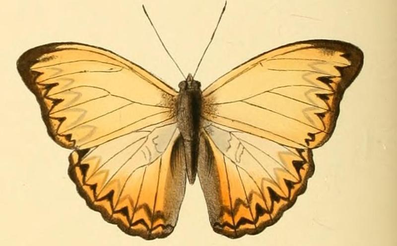 Cymothoe altisidora1