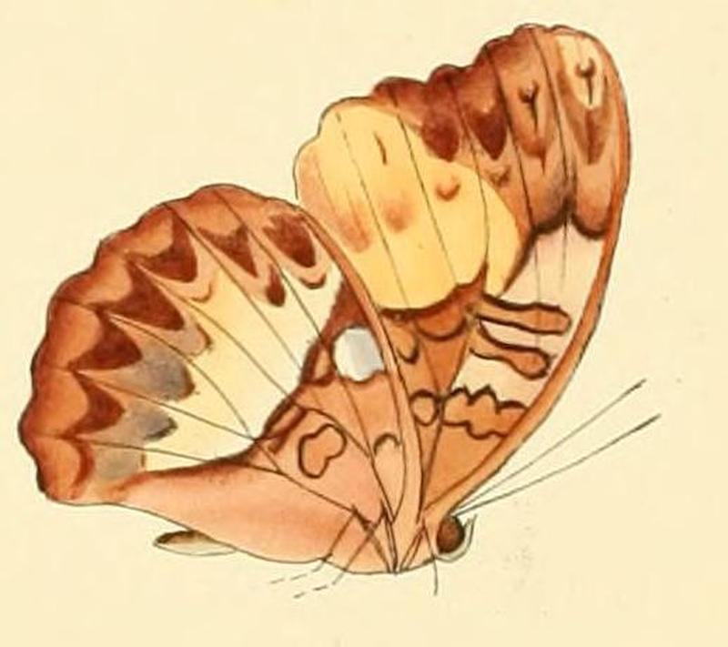 Cymothoe aramis1