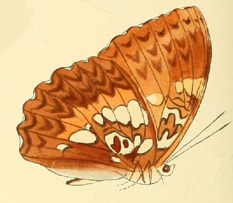 Cymothoe beckeri1