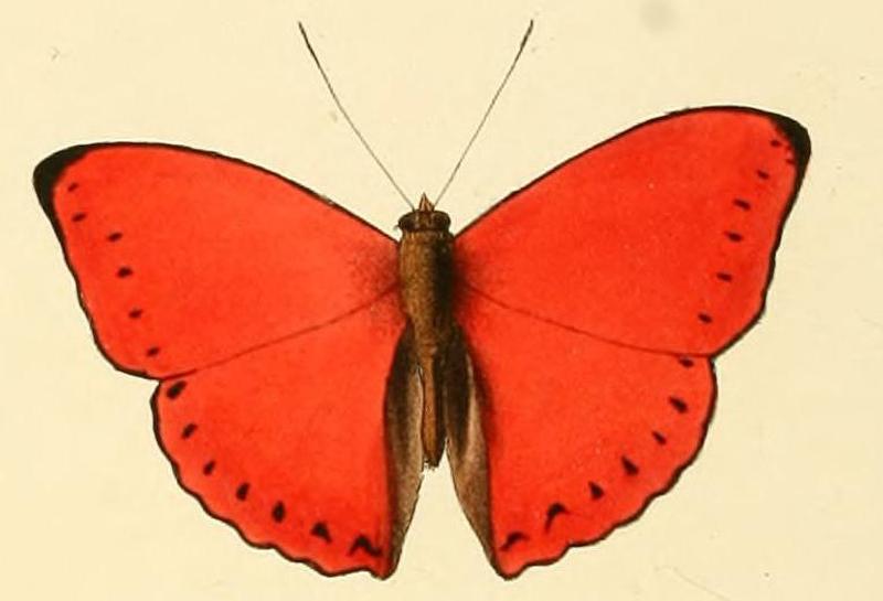 Cymothoe coccinata1
