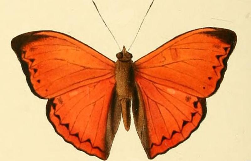 Cymothoe coccinata2