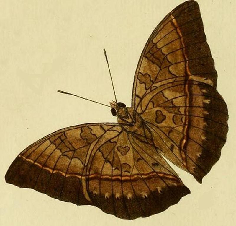 Cymothoe egesta1