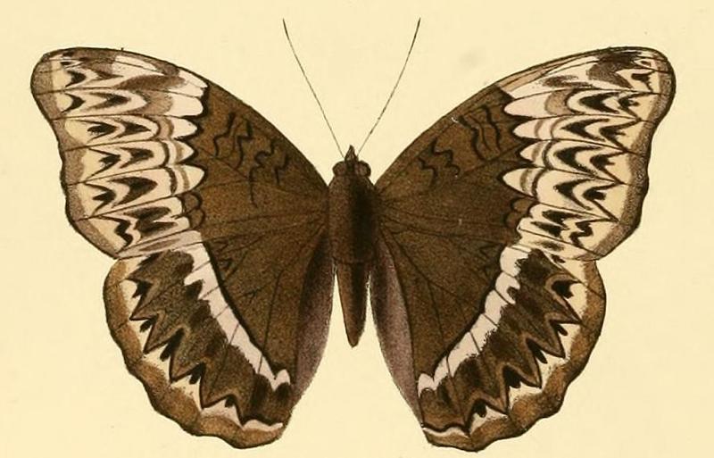 Cymothoe harmilla1