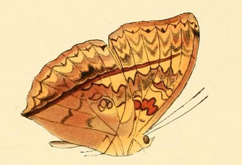 Cymothoe heliada