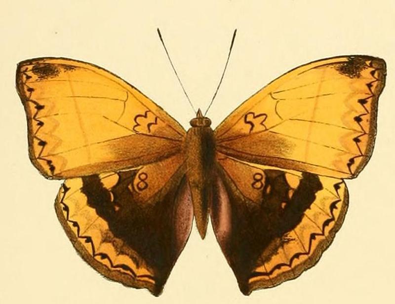 Cymothoe heliada1