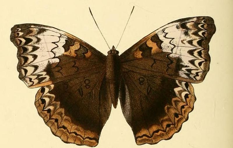 Cymothoe heliada2
