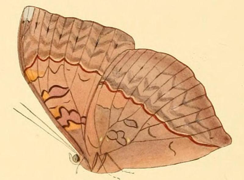 Cymothoe hesiodus