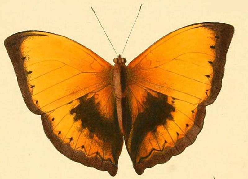 Cymothoe hesiodus1