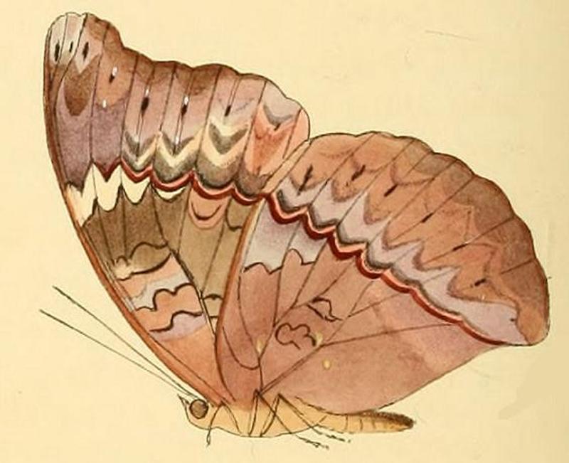 Cymothoe hesiodus2
