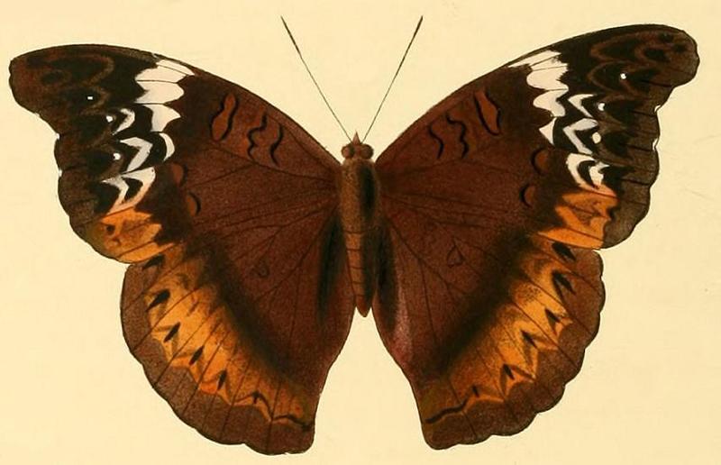Cymothoe hesiodus3