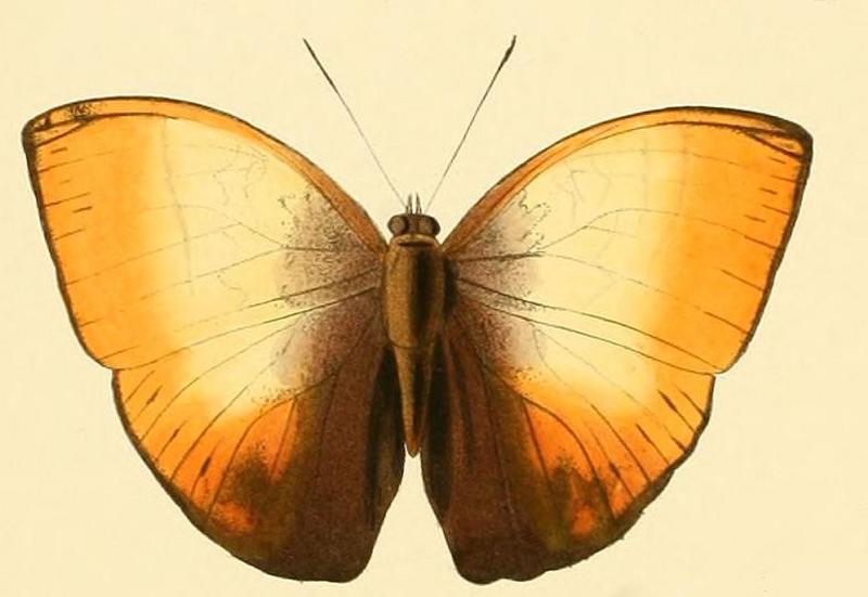 Cymothoe hyarbita1