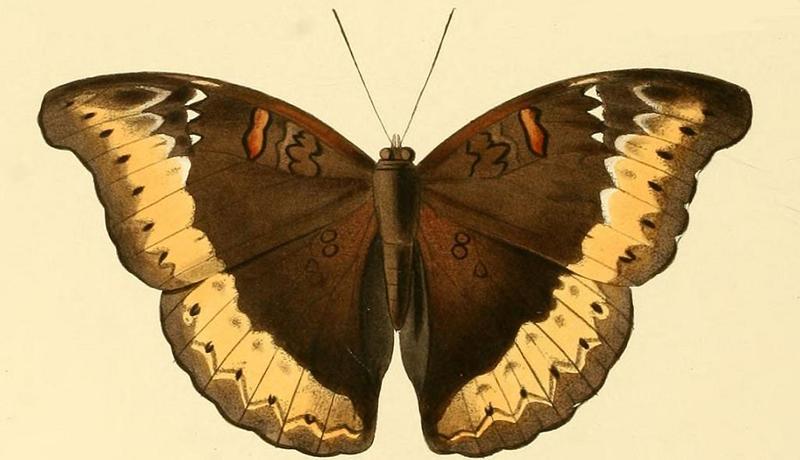 Cymothoe hypatha1