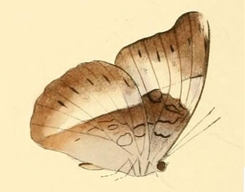 Cymothoe indamora