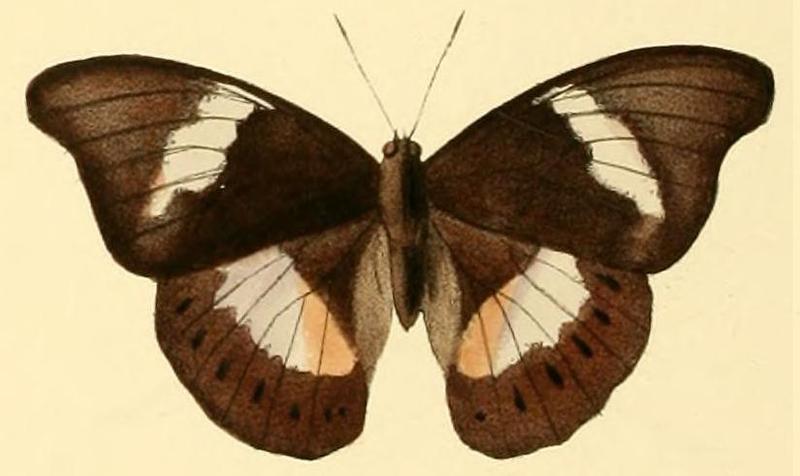 Cymothoe indamora1