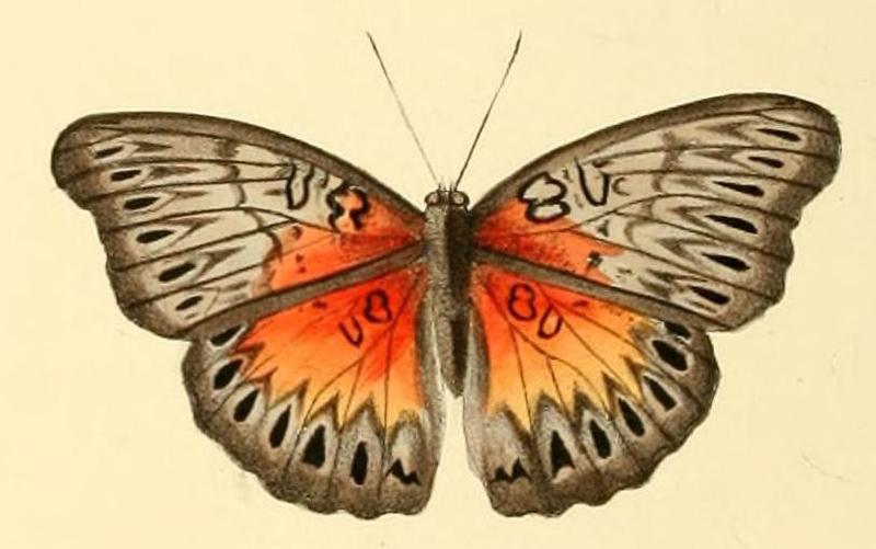 Cymothoe sangaris1