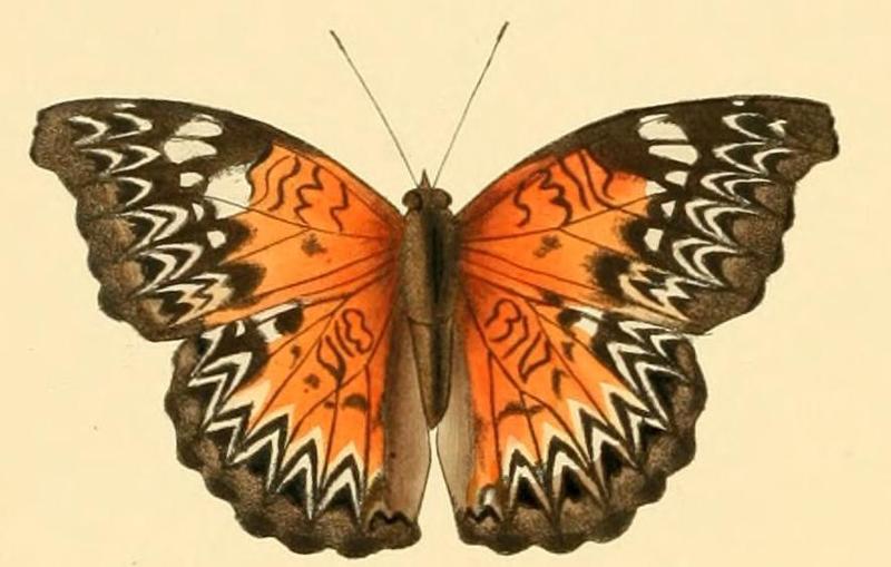 Cymothoe sangaris2