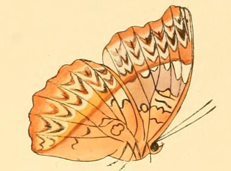Cymothoe sangaris3