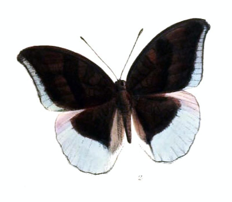 CynitiaAndersoni226 2