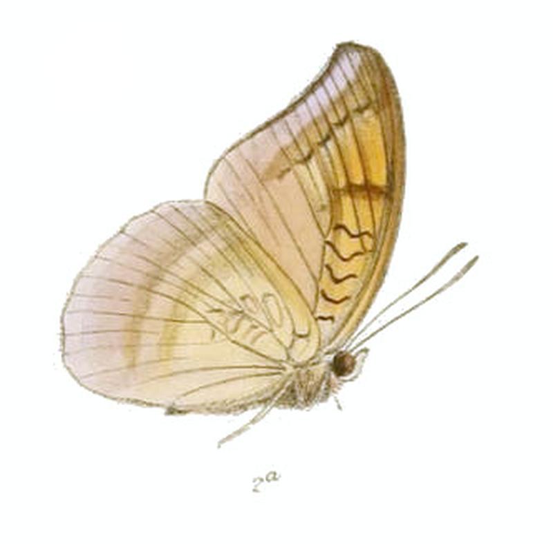 CynitiaAndersoni226 2a