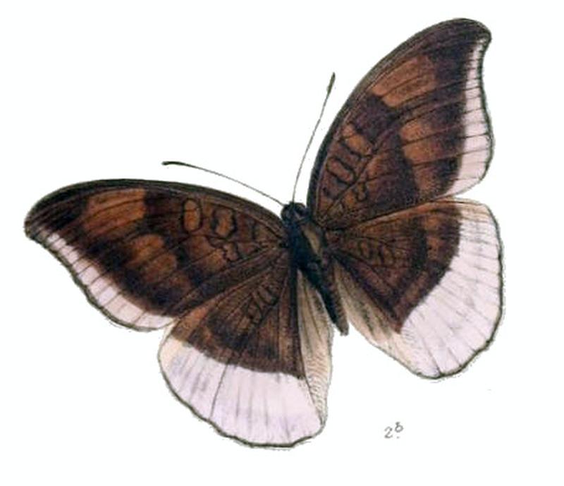 CynitiaAndersoni226 2b