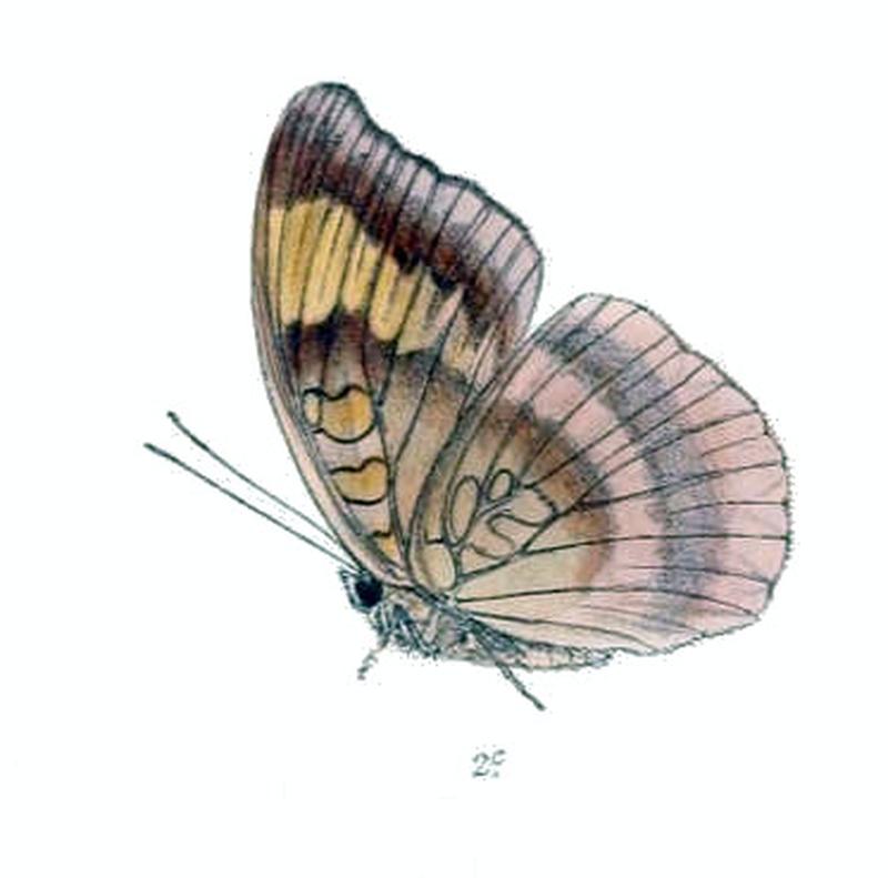 CynitiaAndersoni226 2c