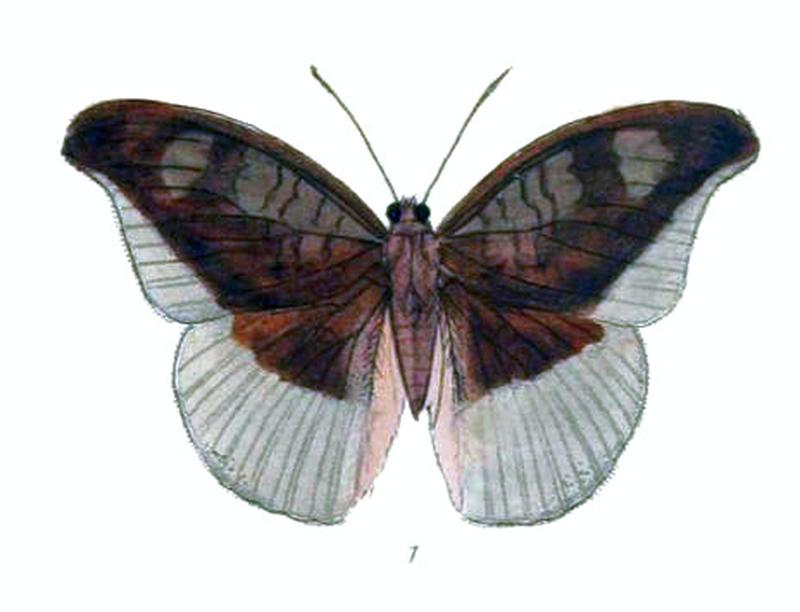 CynitiaCocytus224 1