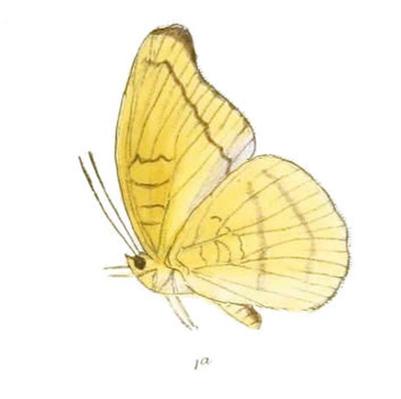 CynitiaCocytus224 1a
