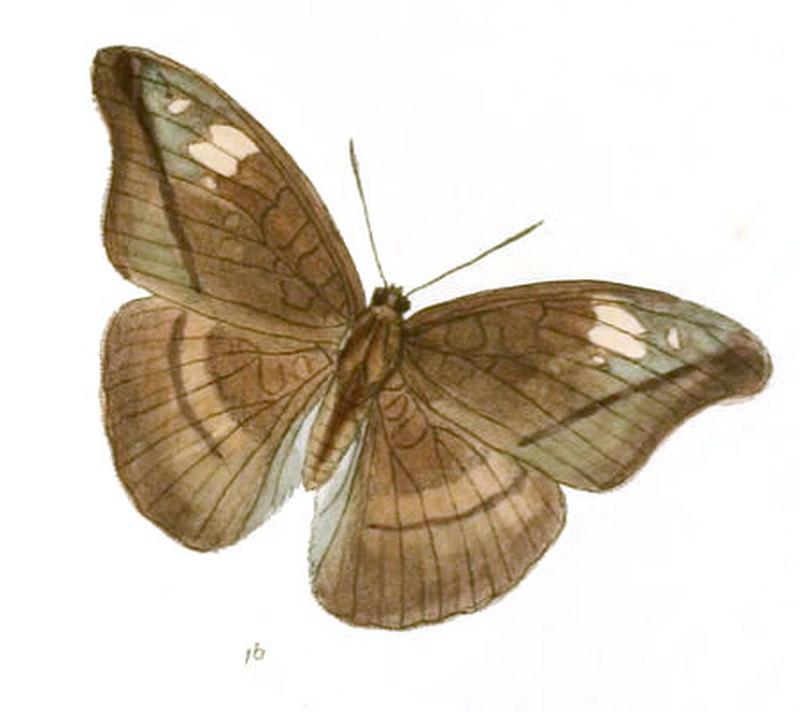 CynitiaCocytus224 1b