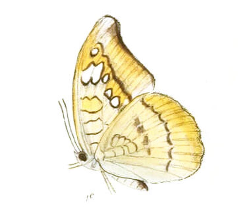 CynitiaCocytus224 1c