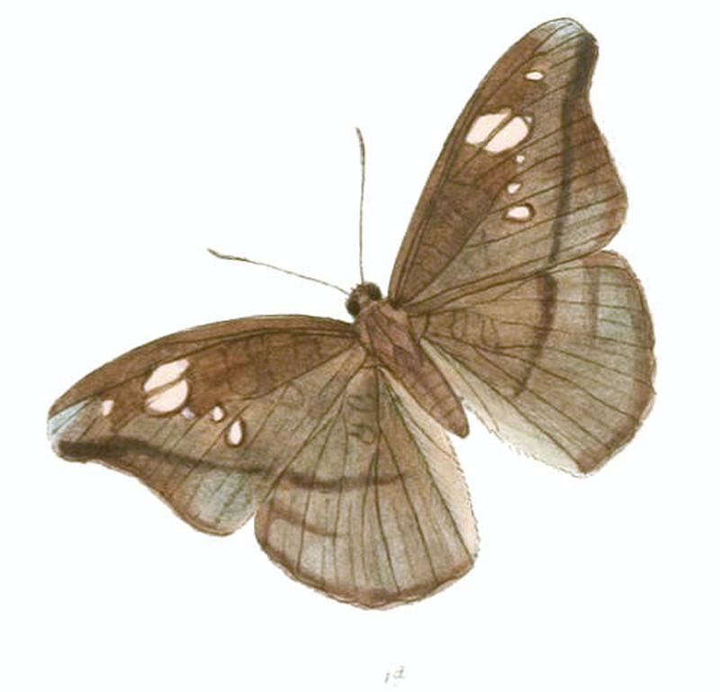CynitiaCocytus224 1d