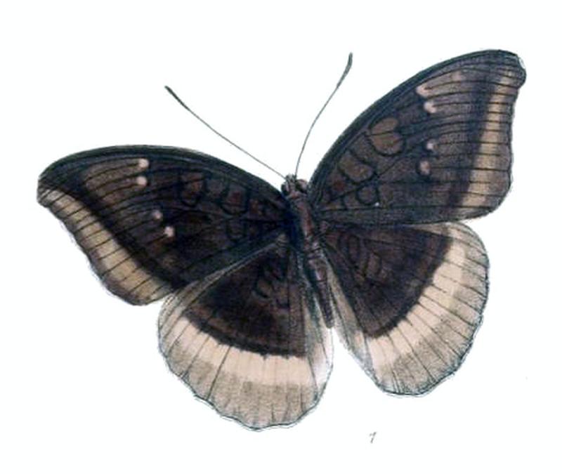 CynitiaCognata226 1