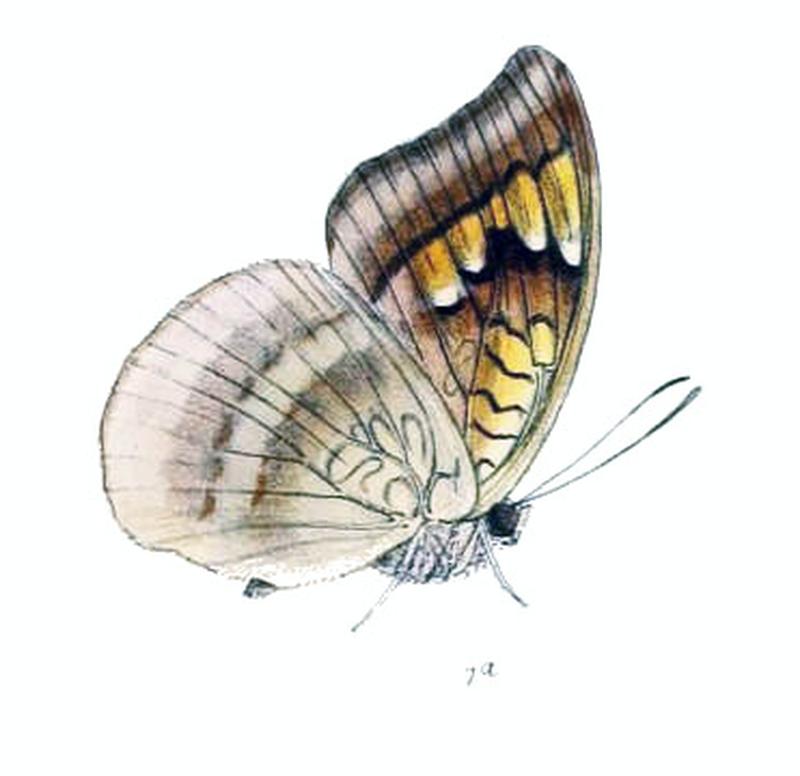 CynitiaCognata226 1a